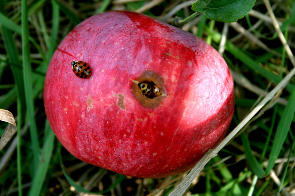 Buggy Apple